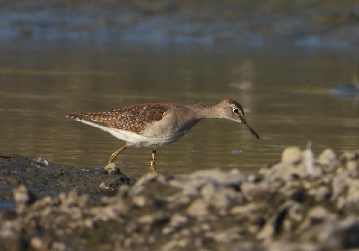 vodouš bahenní - ML647028785