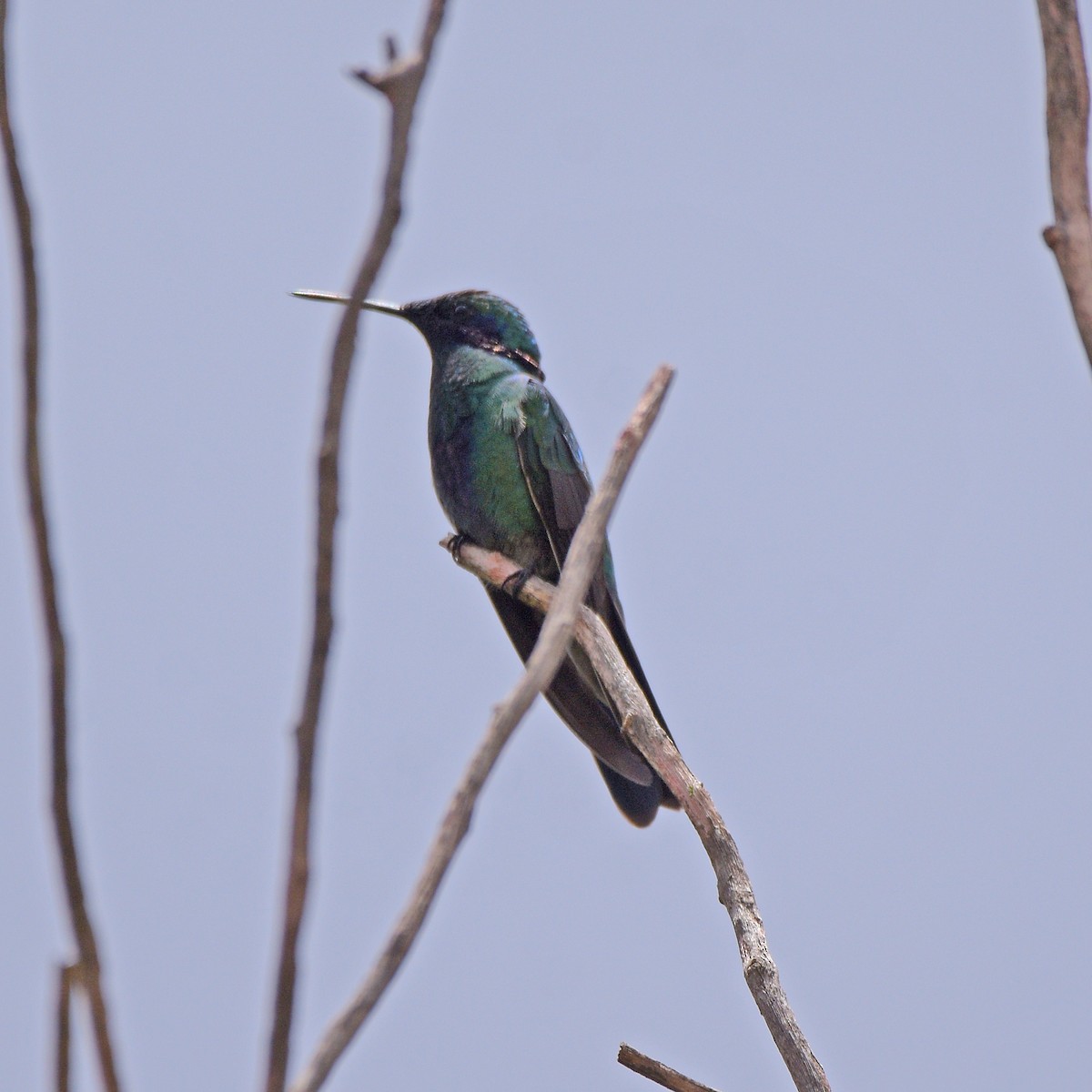 fiolørekolibri - ML647028787