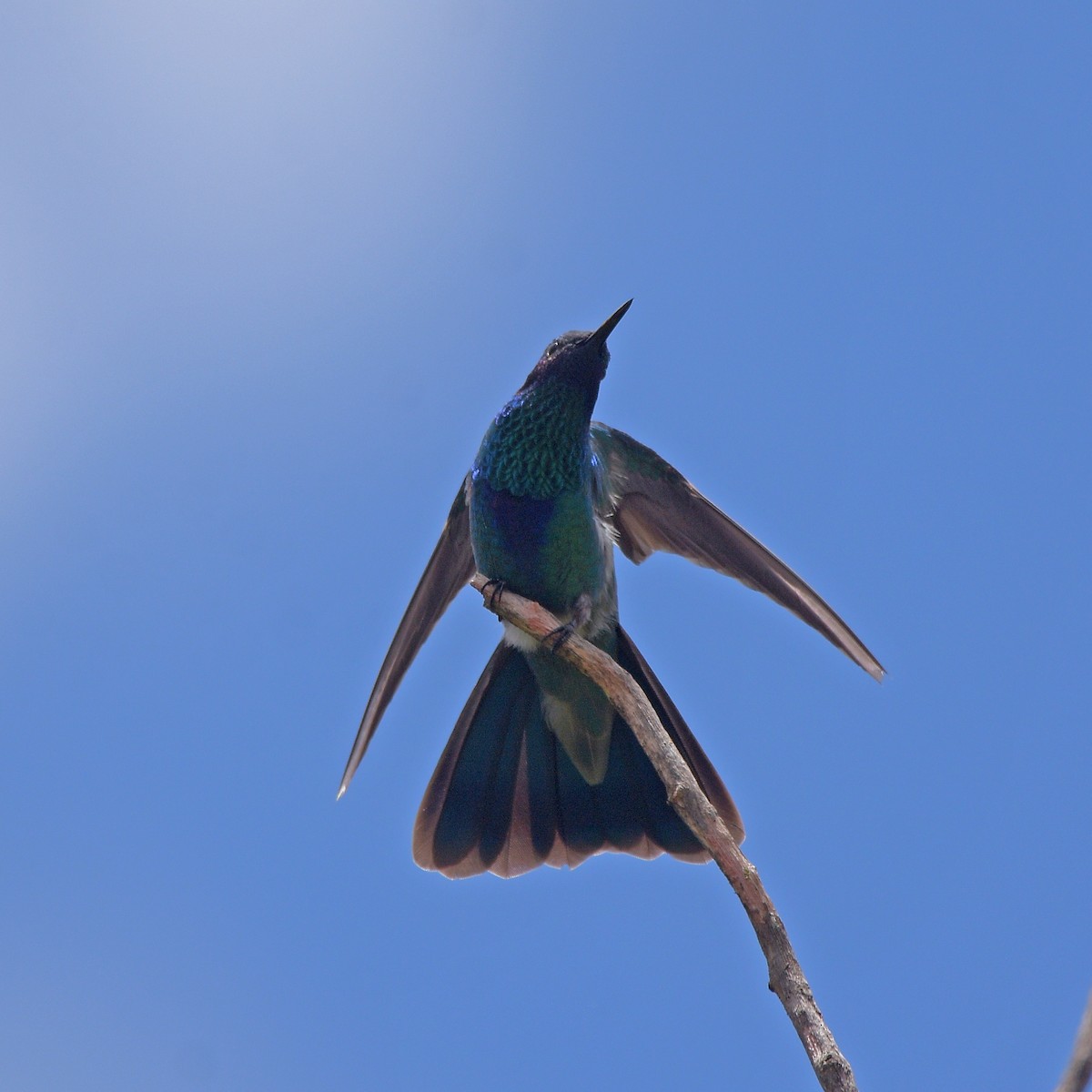 fiolørekolibri - ML647028788