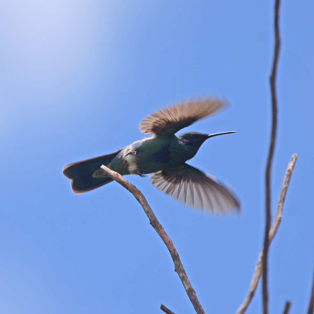 fiolørekolibri - ML647028789