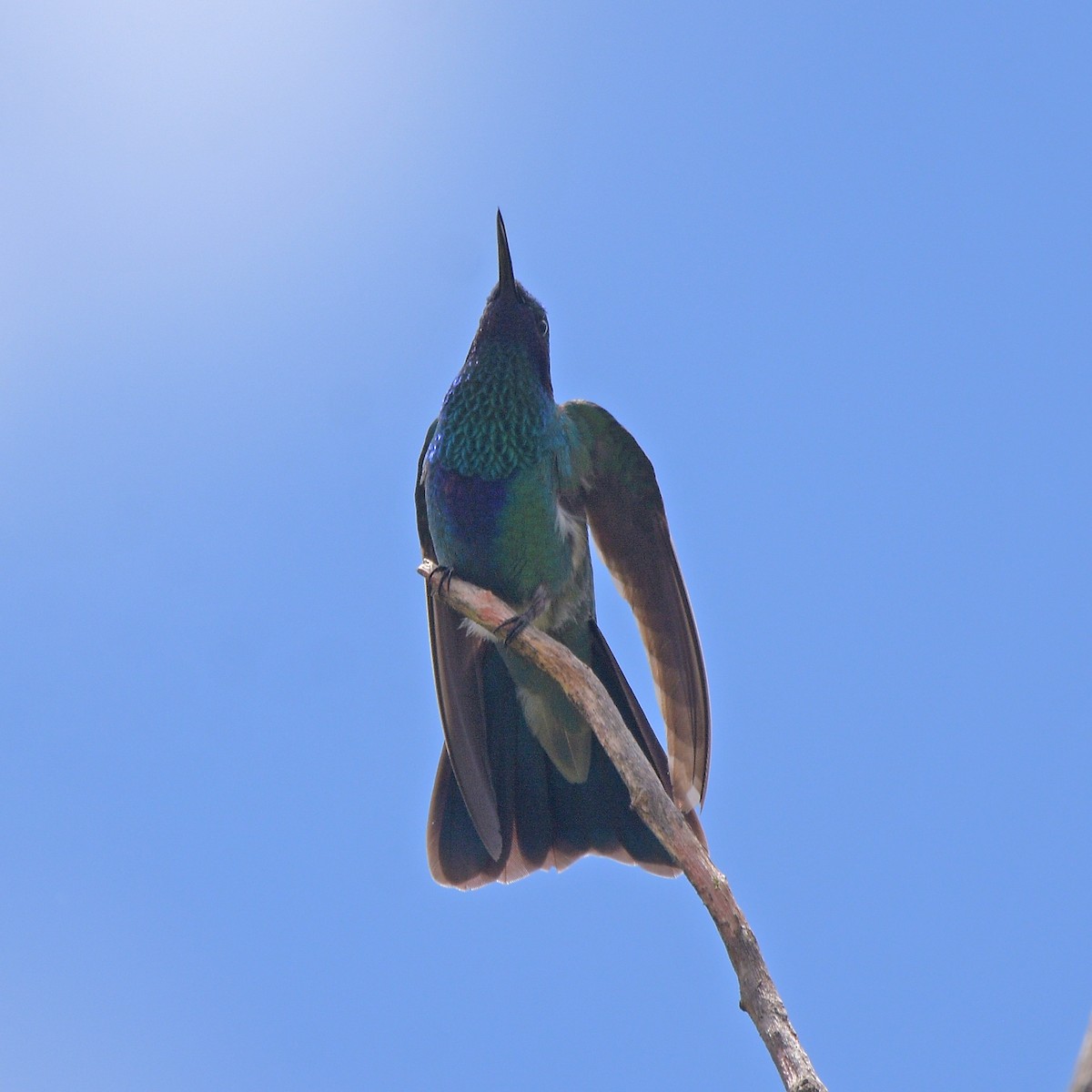 fiolørekolibri - ML647028790