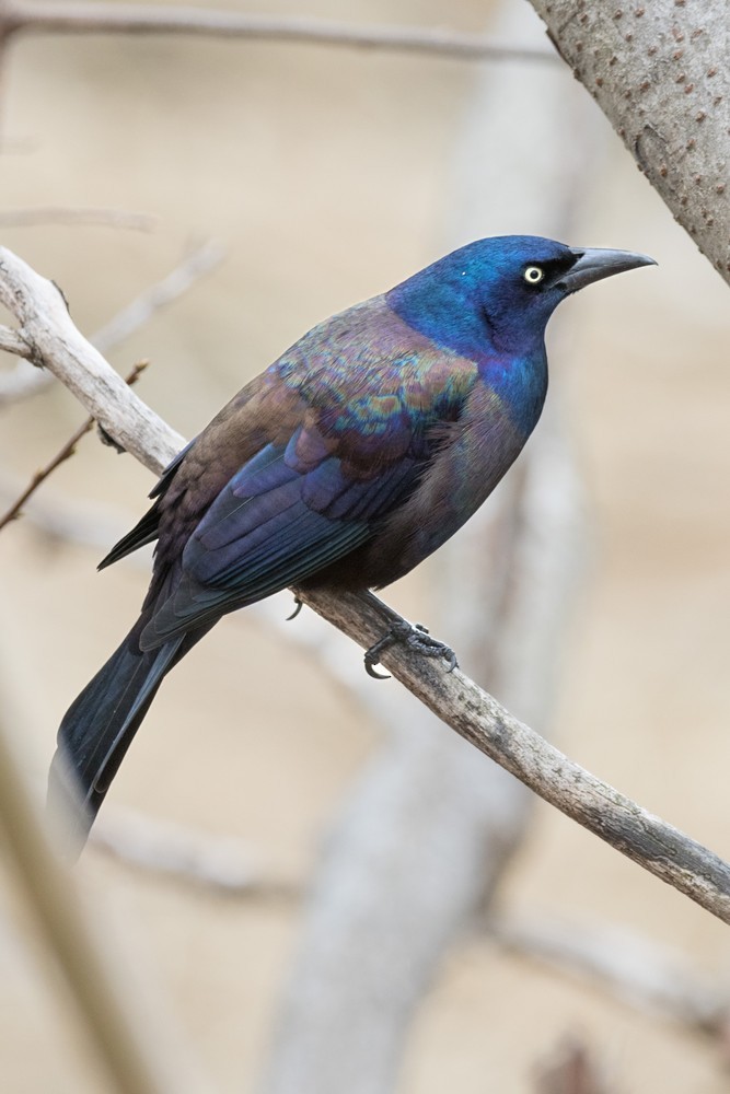 Common Grackle - ML647028796