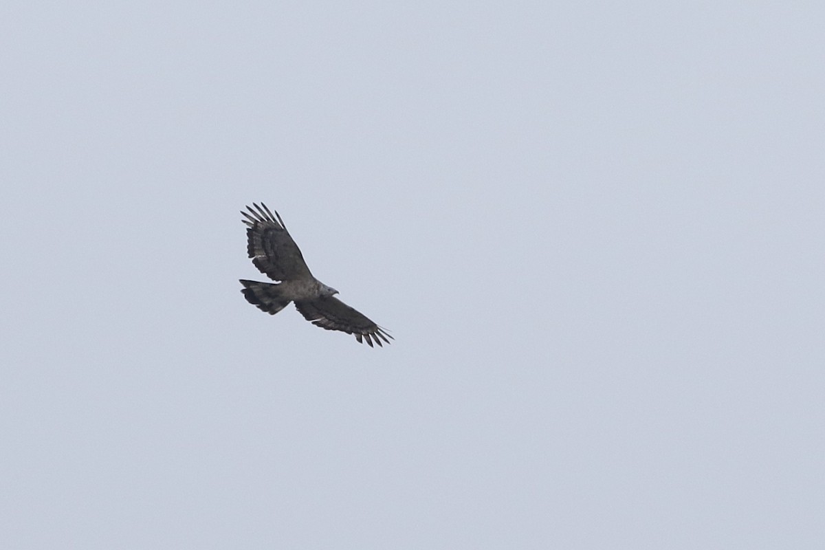 Oriental Honey-buzzard - ML647028799