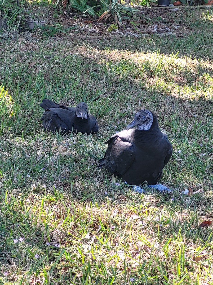 Black Vulture - ML647028829