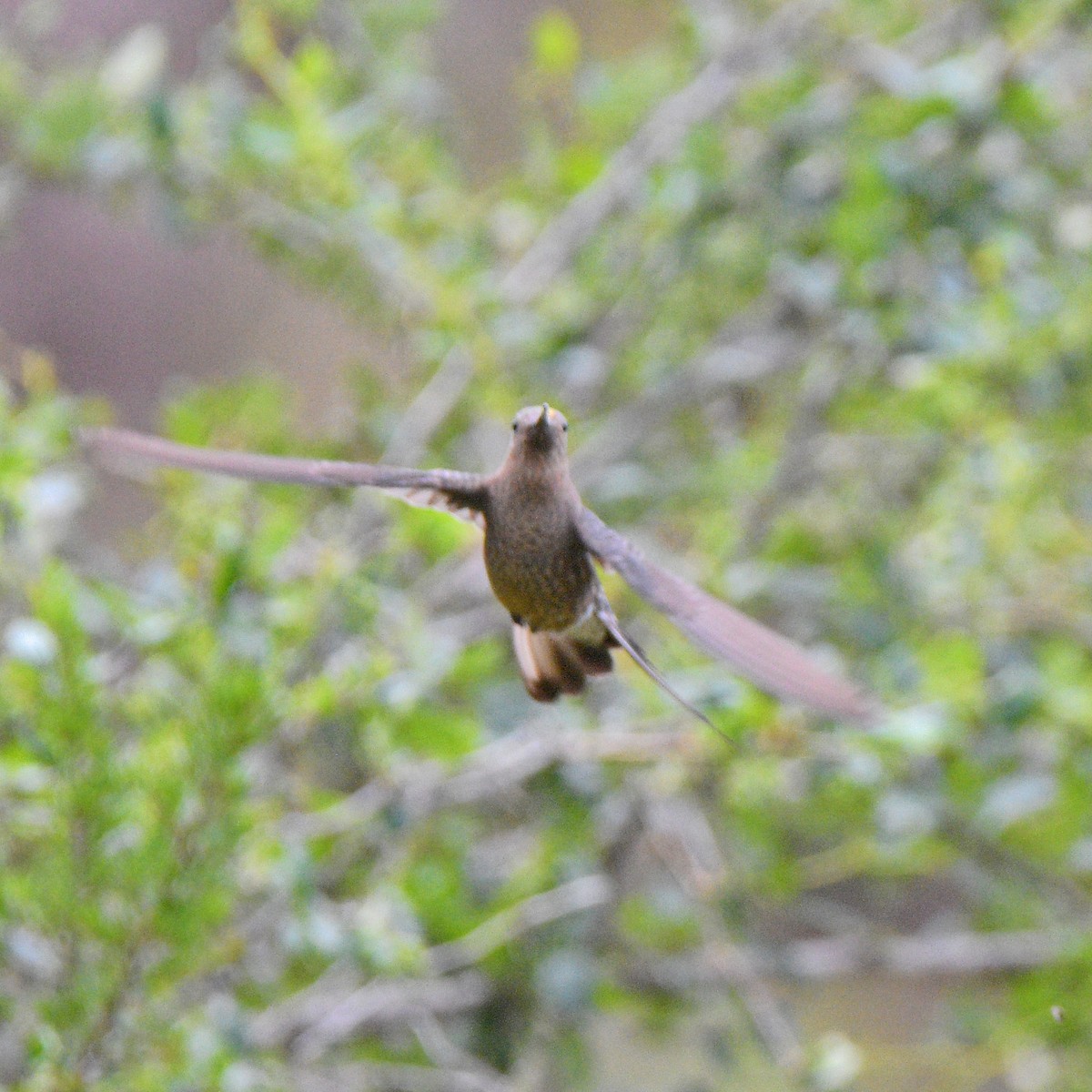 Giant Hummingbird - ML647028832