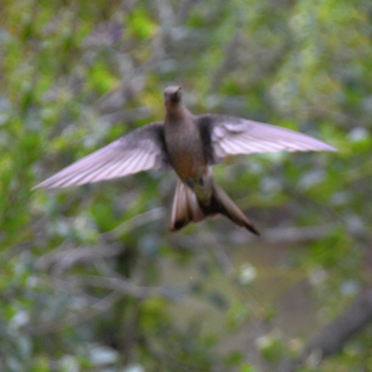 Giant Hummingbird - ML647028833