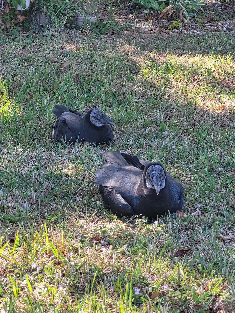 Black Vulture - ML647028834