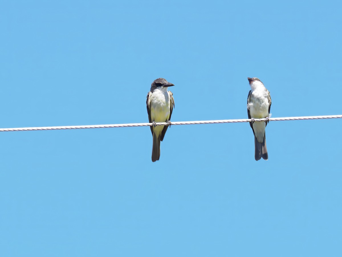 Thick-billed Kingbird - ML647028835