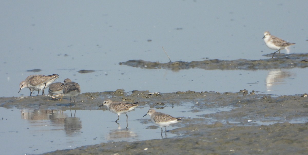 ヨーロッパトウネン - ML647028837