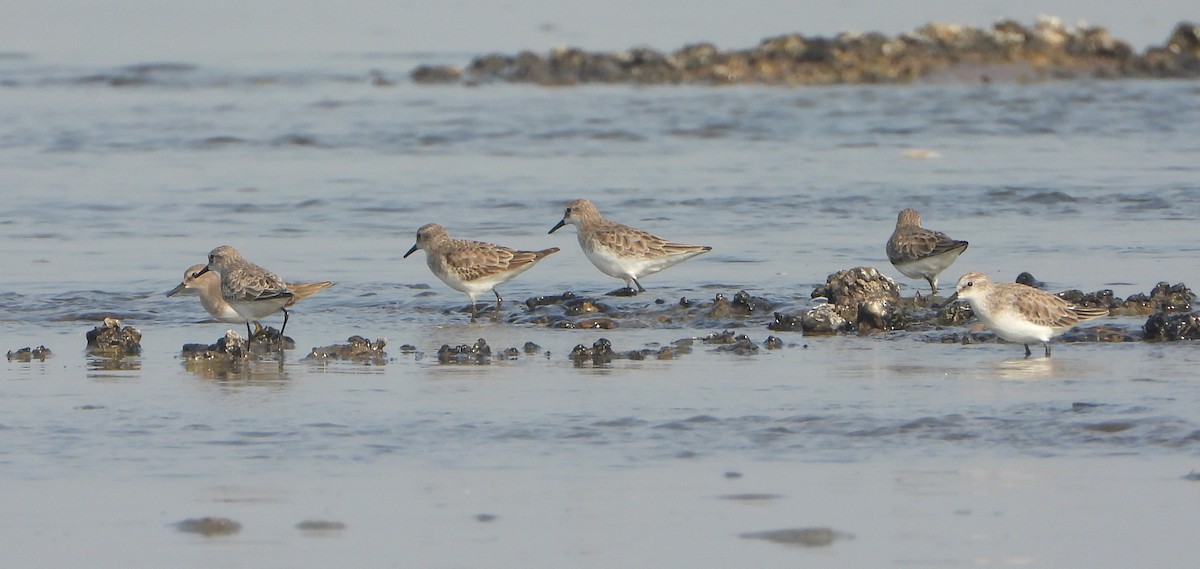 ヨーロッパトウネン - ML647028838