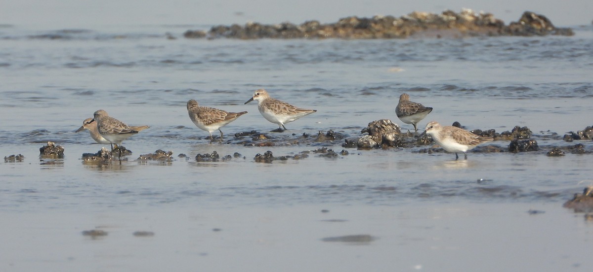 ヨーロッパトウネン - ML647028839