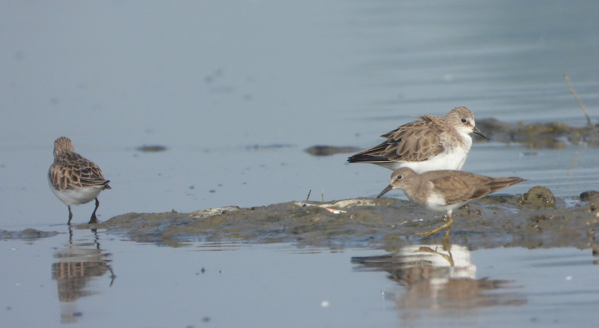 ヨーロッパトウネン - ML647028840