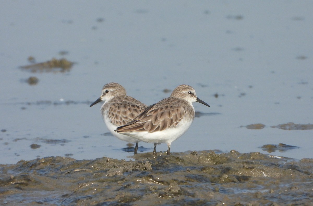 ヨーロッパトウネン - ML647028841