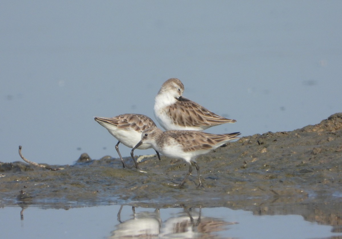 ヨーロッパトウネン - ML647028842