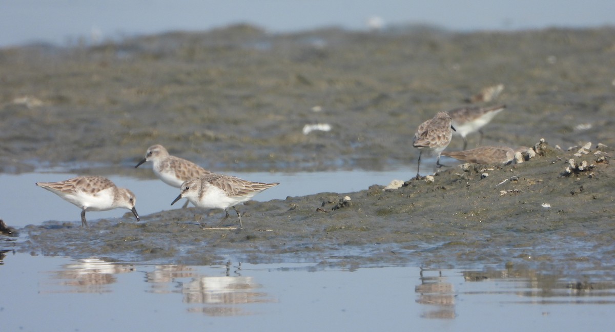 ヨーロッパトウネン - ML647028844