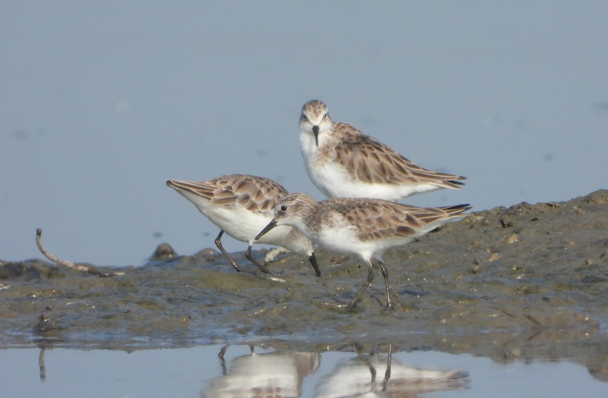 ヨーロッパトウネン - ML647028845