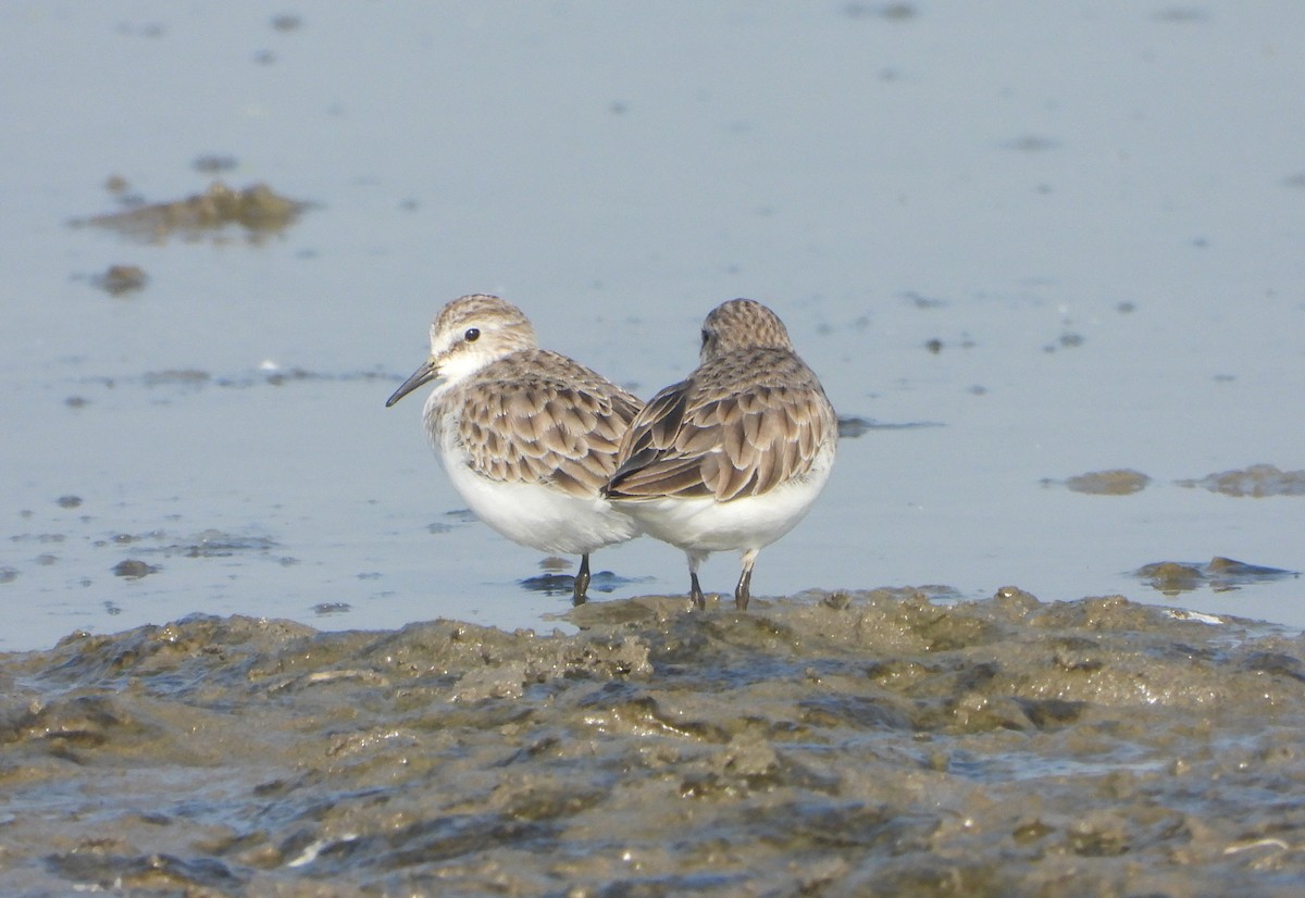 ヨーロッパトウネン - ML647028846