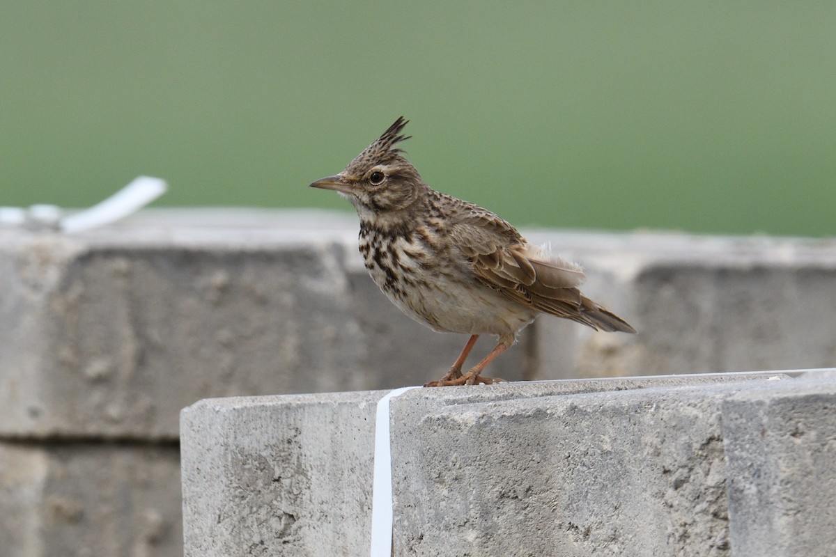 Crested Lark - ML647028851