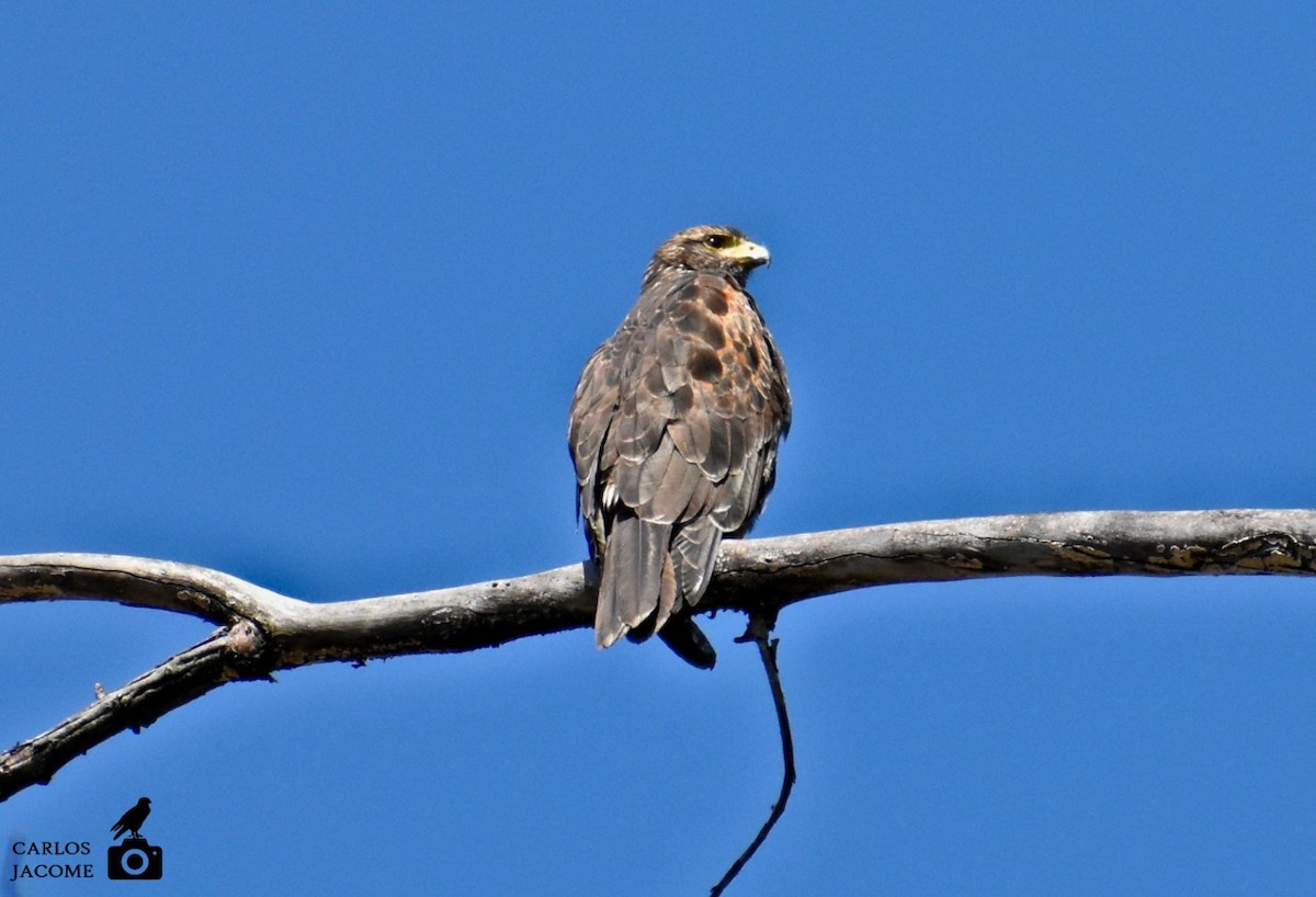 栗翅鷹 - ML647028856