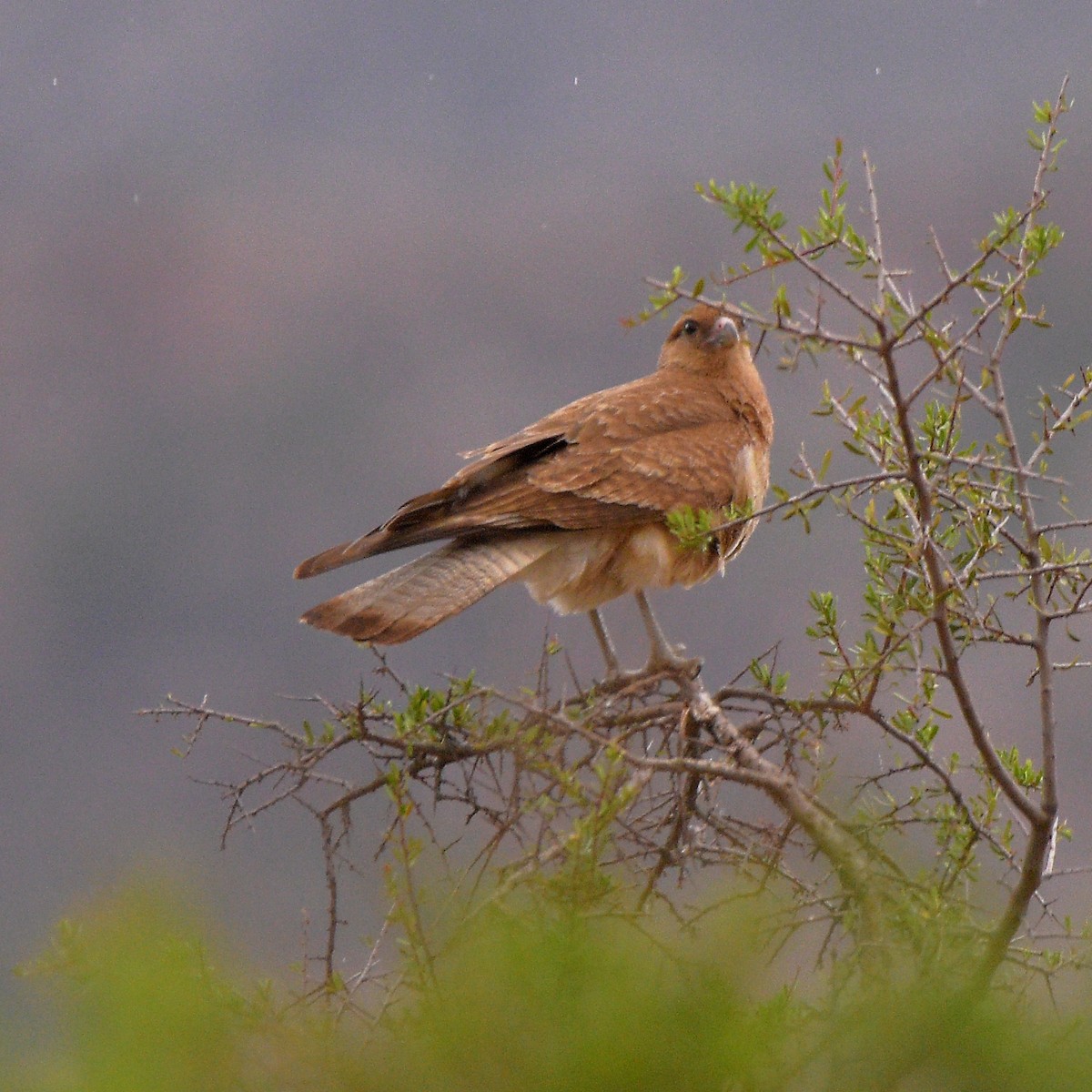 Химанго - ML647028872