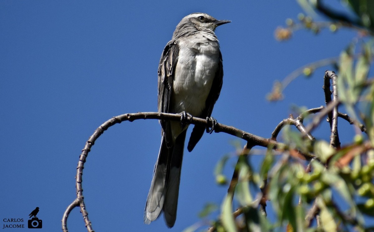 Tropikal Taklitçi - ML647028873