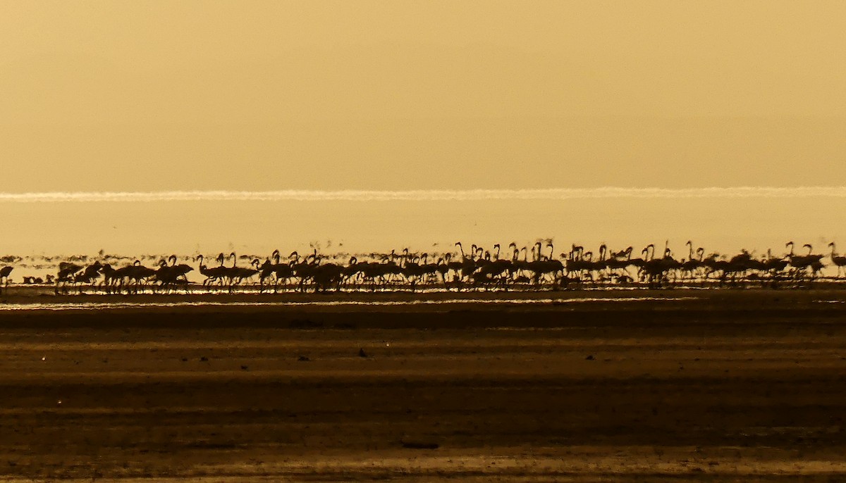 Lesser Flamingo - ML647028882