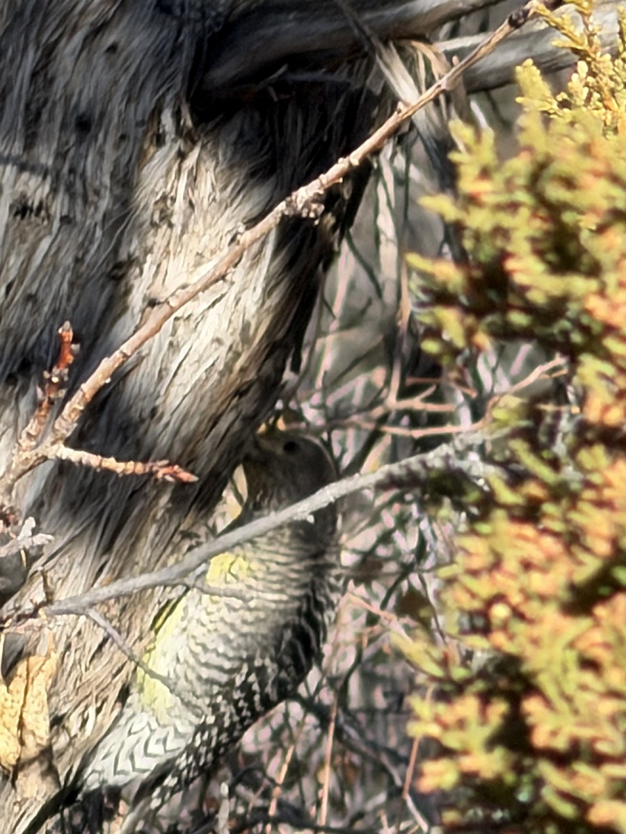 Williamson's Sapsucker - ML647028883