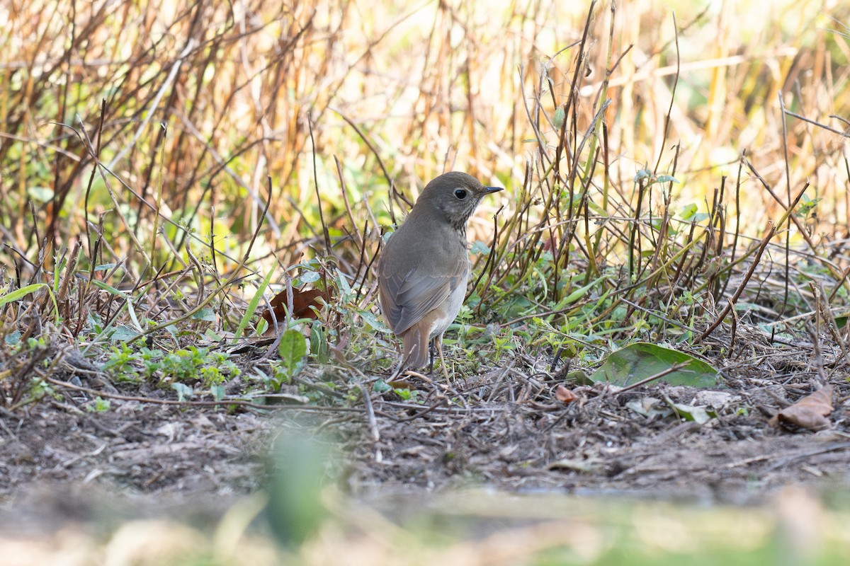 Hermit Thrush - ML647028887