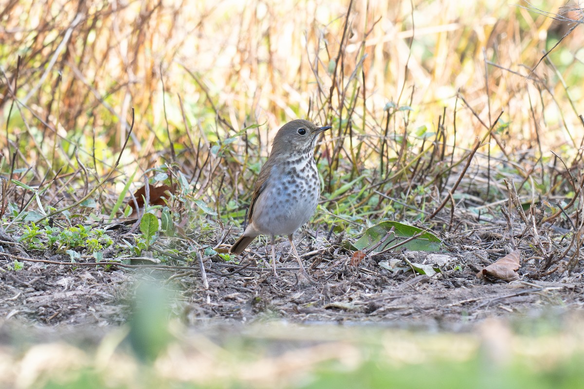 Hermit Thrush - ML647028888