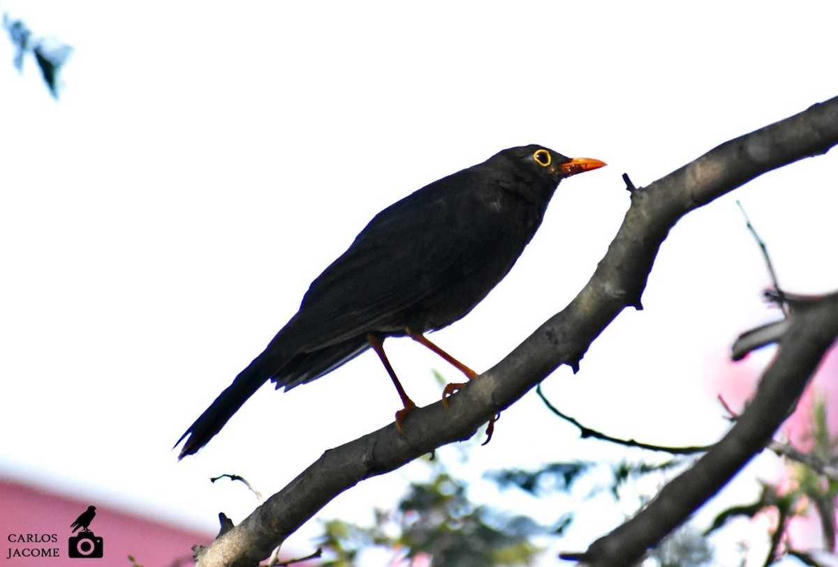 Great Thrush - ML647028890