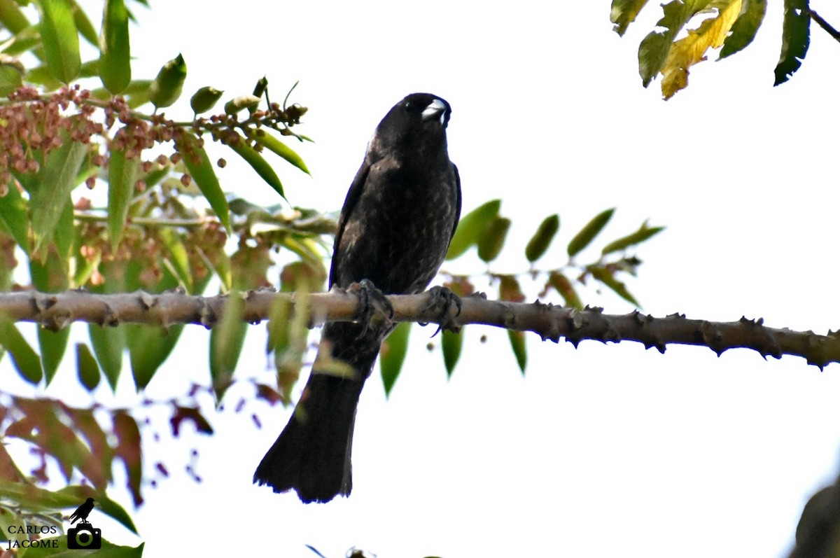 Shiny Cowbird - ML647028896