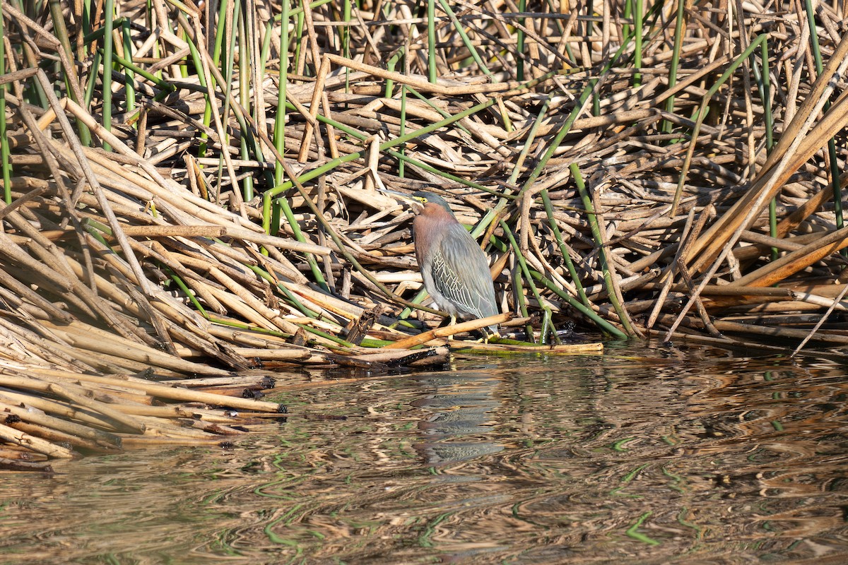 Green Heron - ML647028897