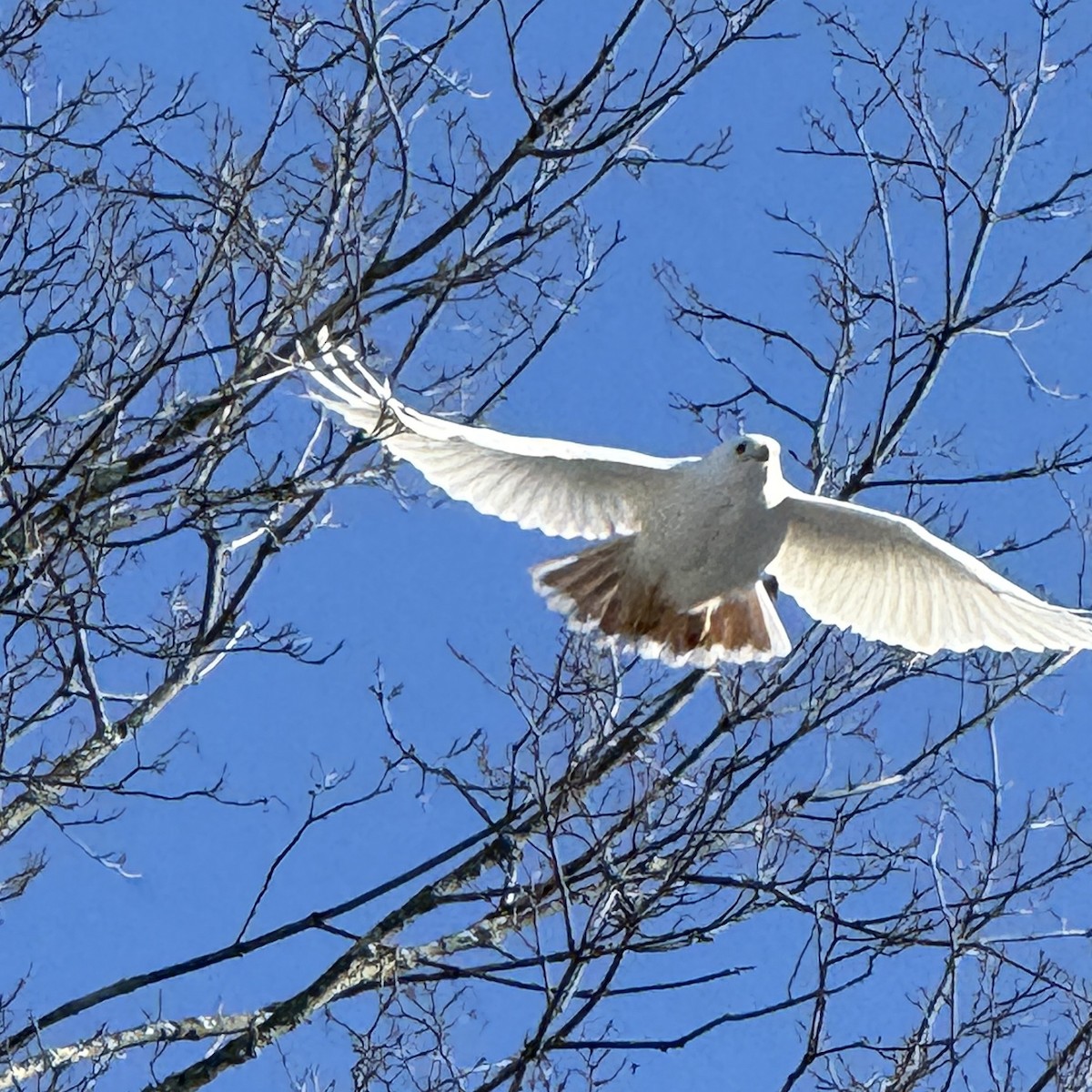 Red-tailed Hawk - ML647028900
