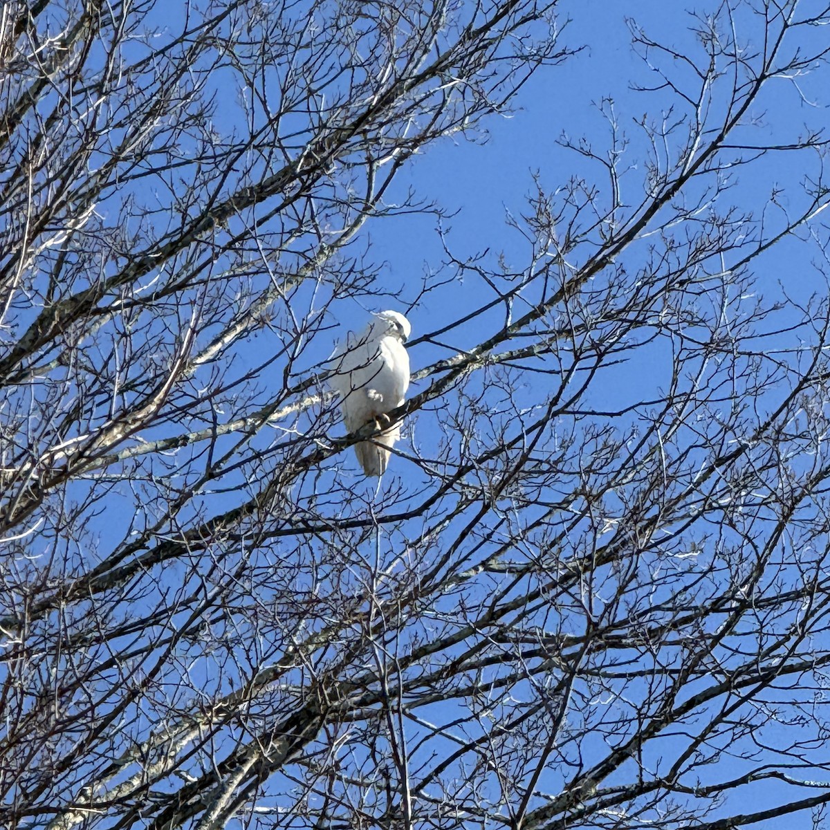 Red-tailed Hawk - ML647028901