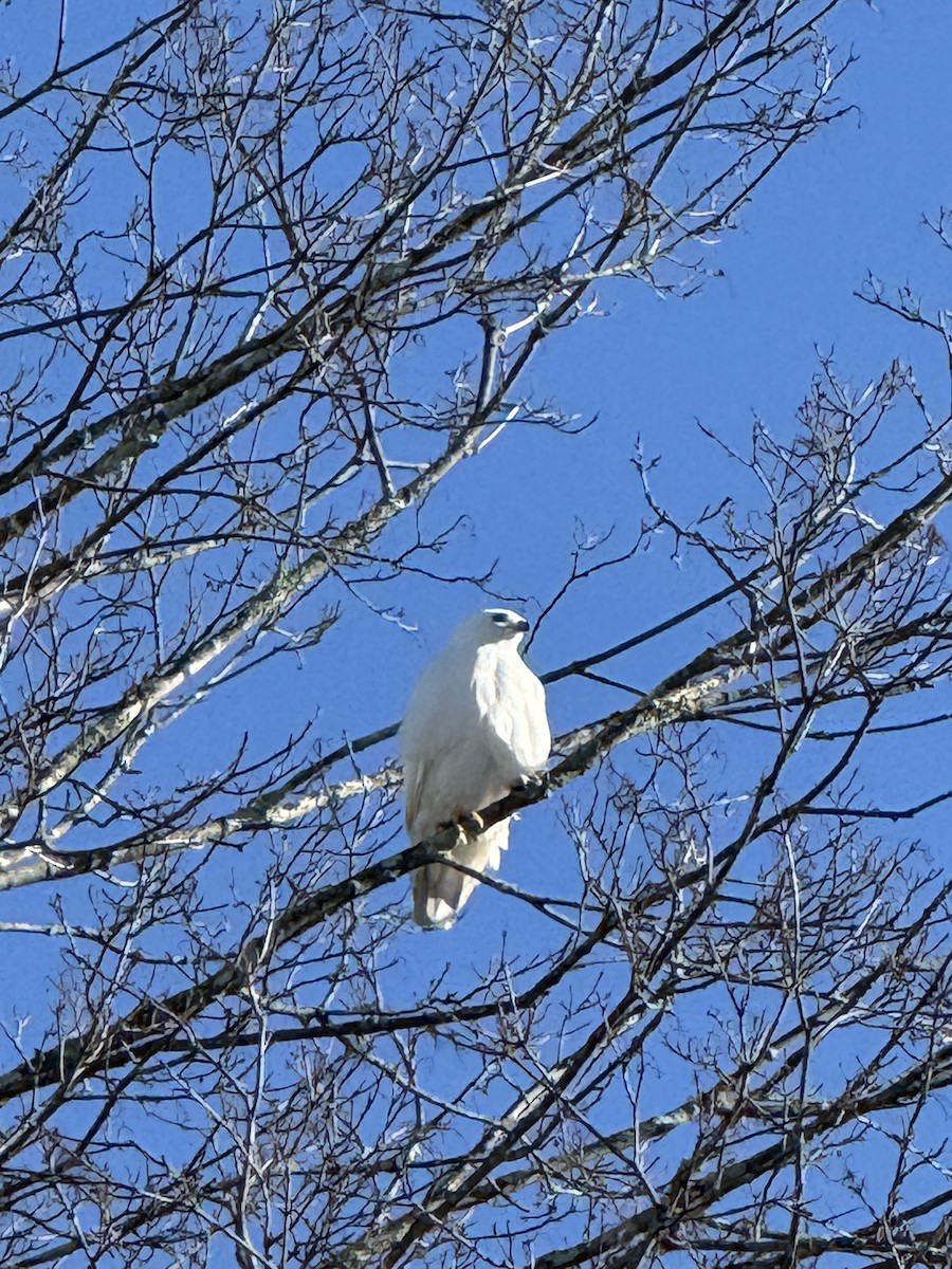 Red-tailed Hawk - ML647028902