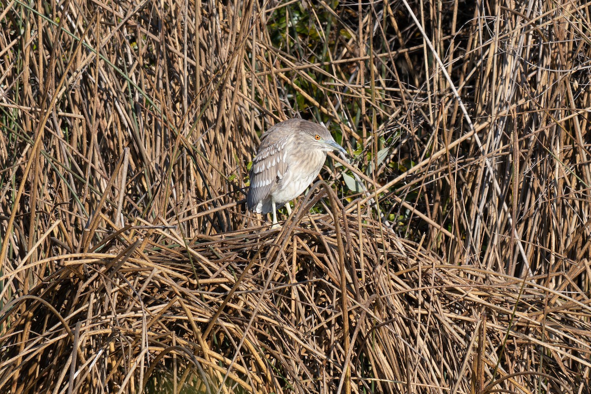 Black-crowned Night Heron - ML647028904