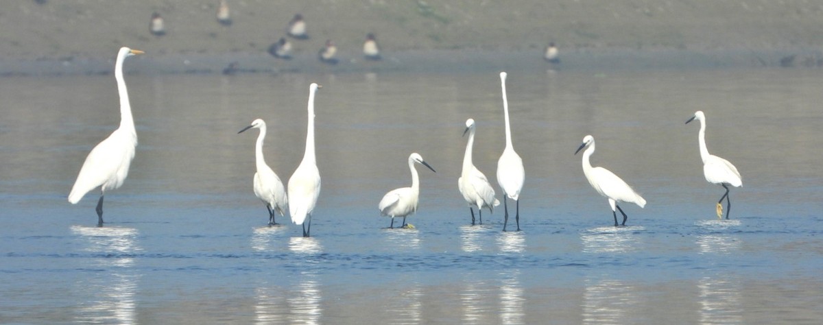 silkehegre - ML647028905