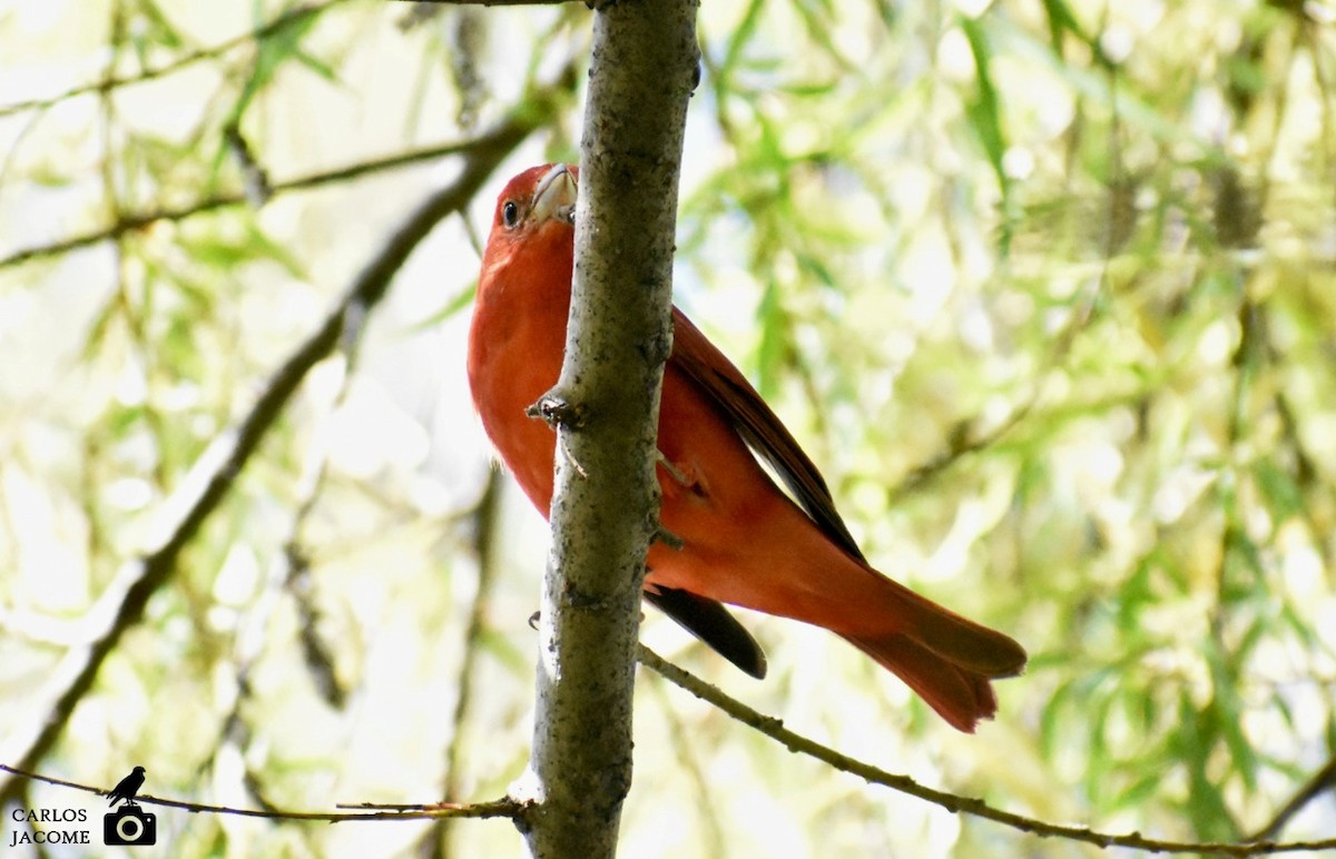 Summer Tanager - ML647028907