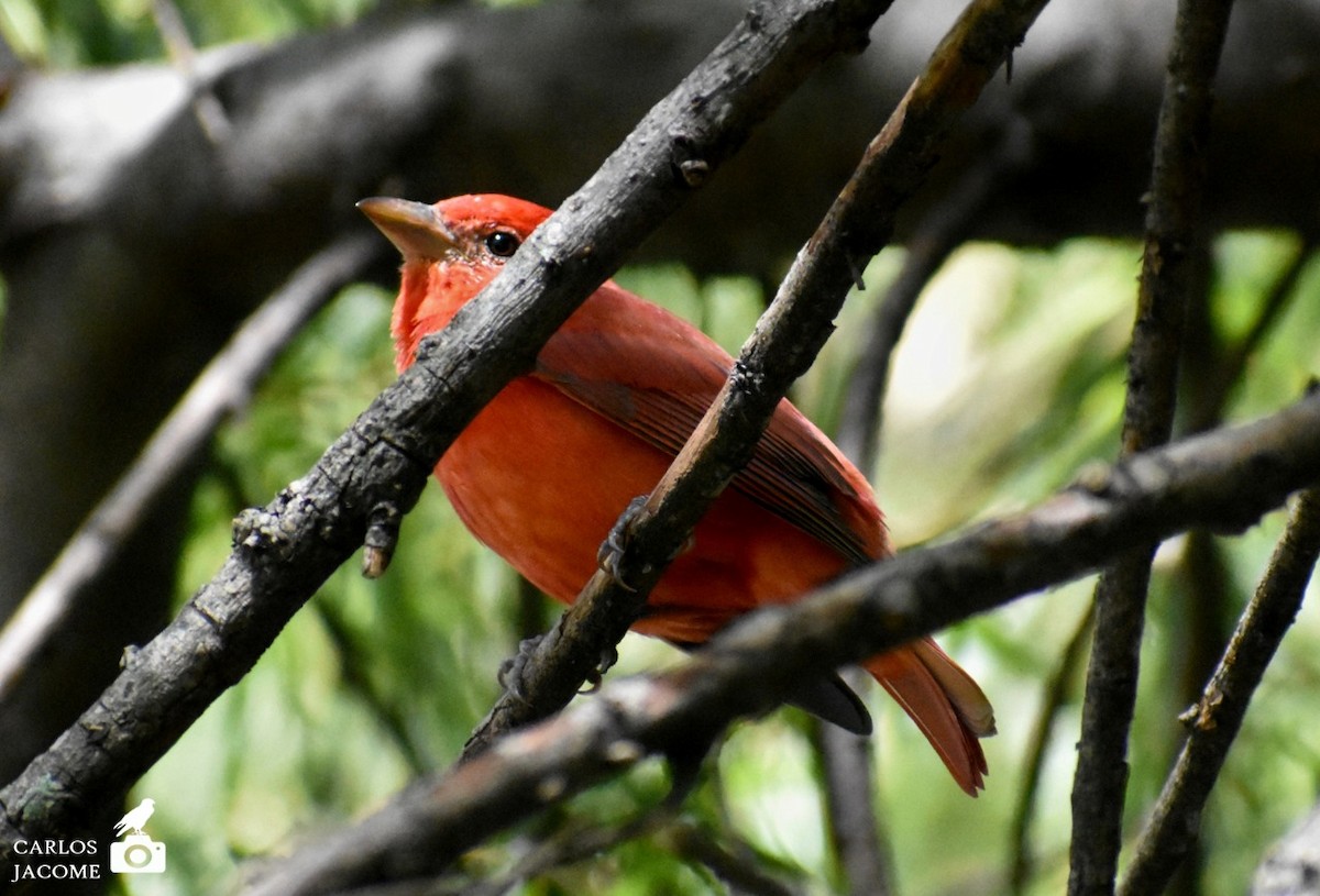Summer Tanager - ML647028908