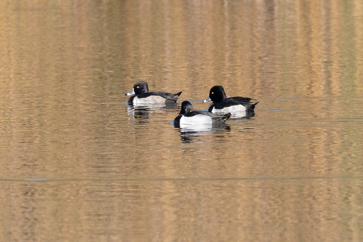 Ring-necked Duck - ML647028911