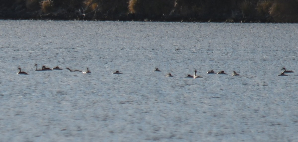 Western Grebe - ML647028913