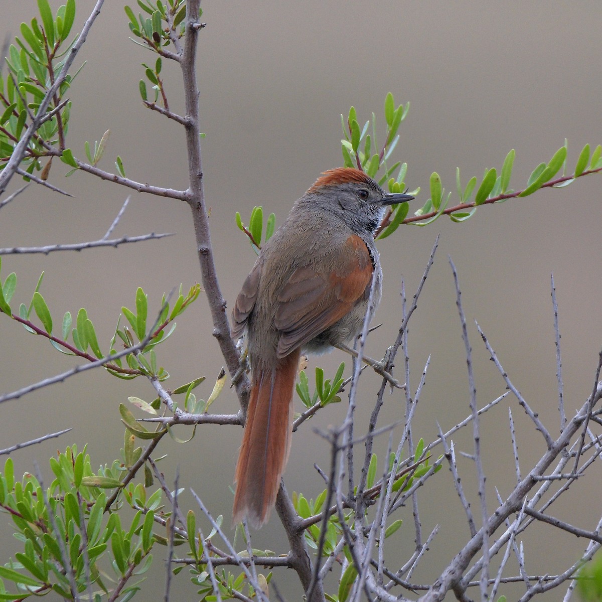 Sooty-fronted Spinetail - ML647028914