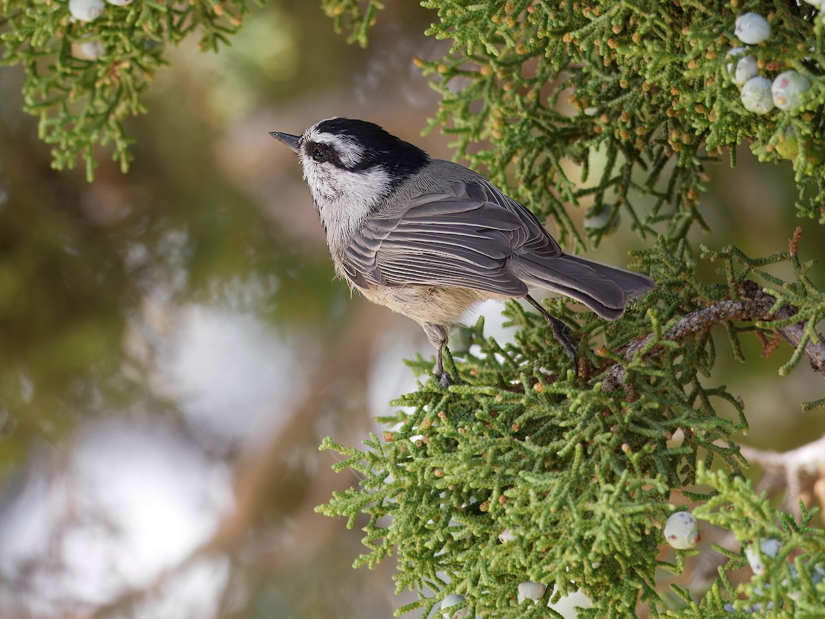 Mountain Chickadee - ML647028915