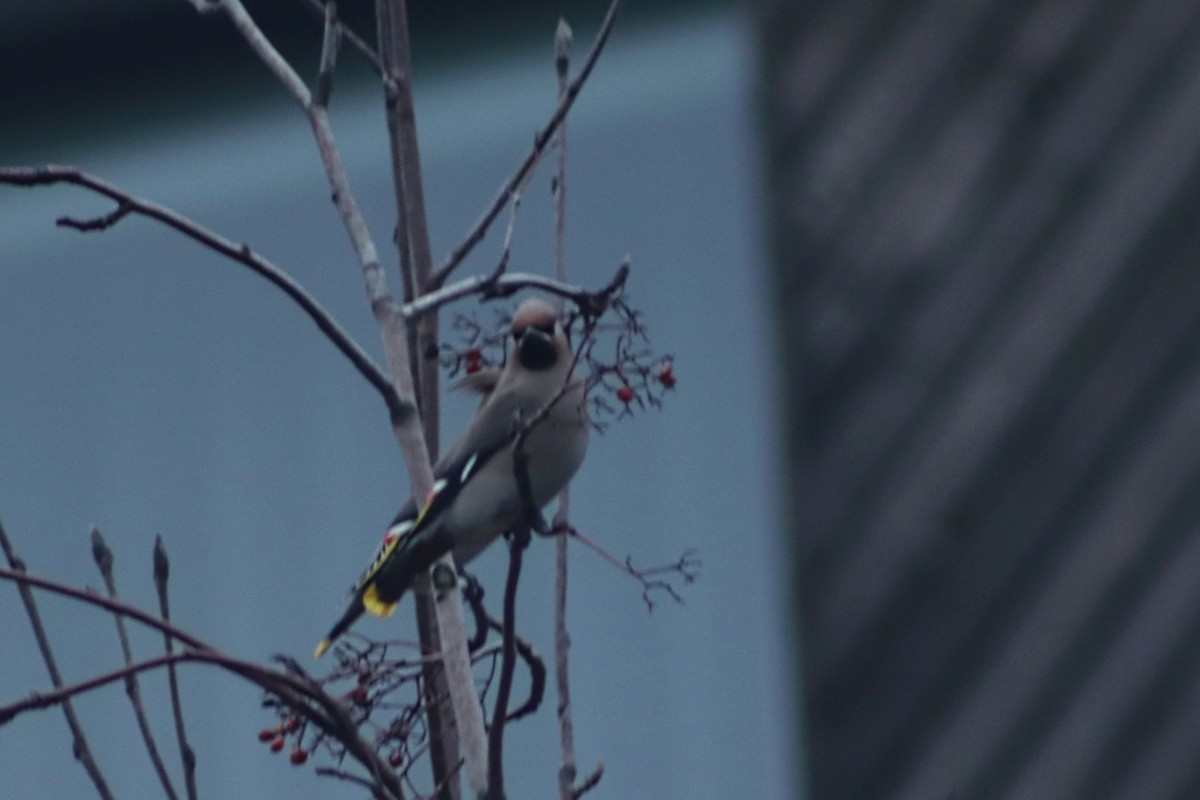 Bohemian Waxwing - ML647028921