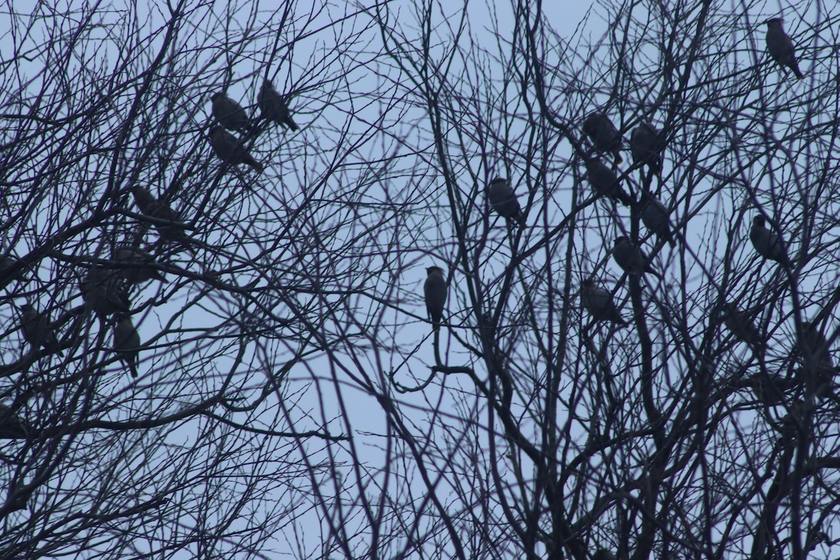 Bohemian Waxwing - ML647028922