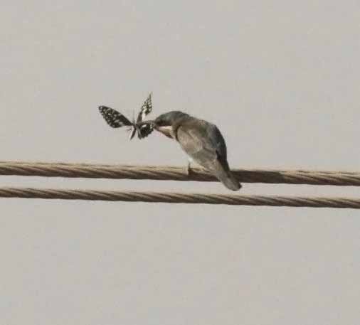 vlha modrolící - ML647028924