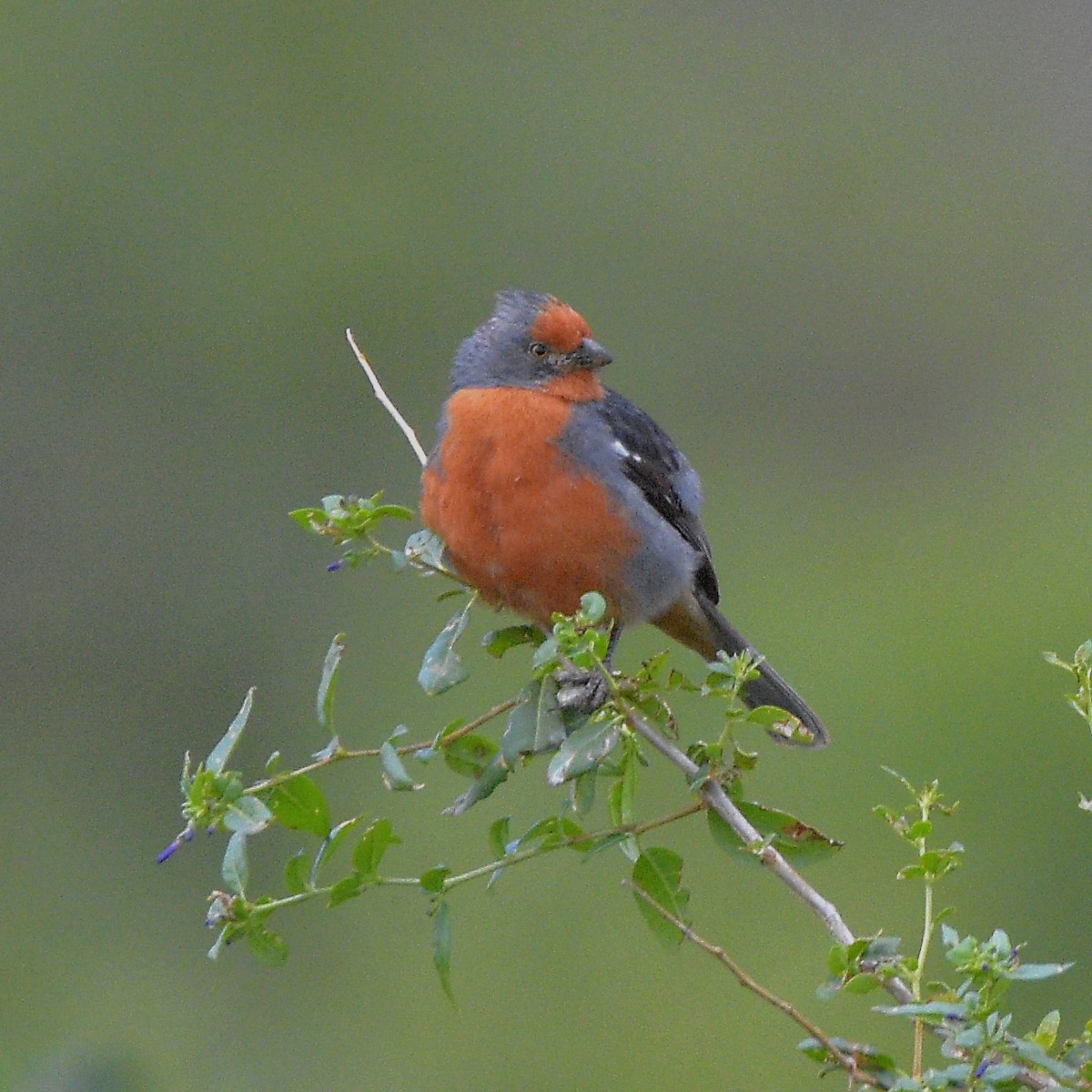 Рара червоновола - ML647028925