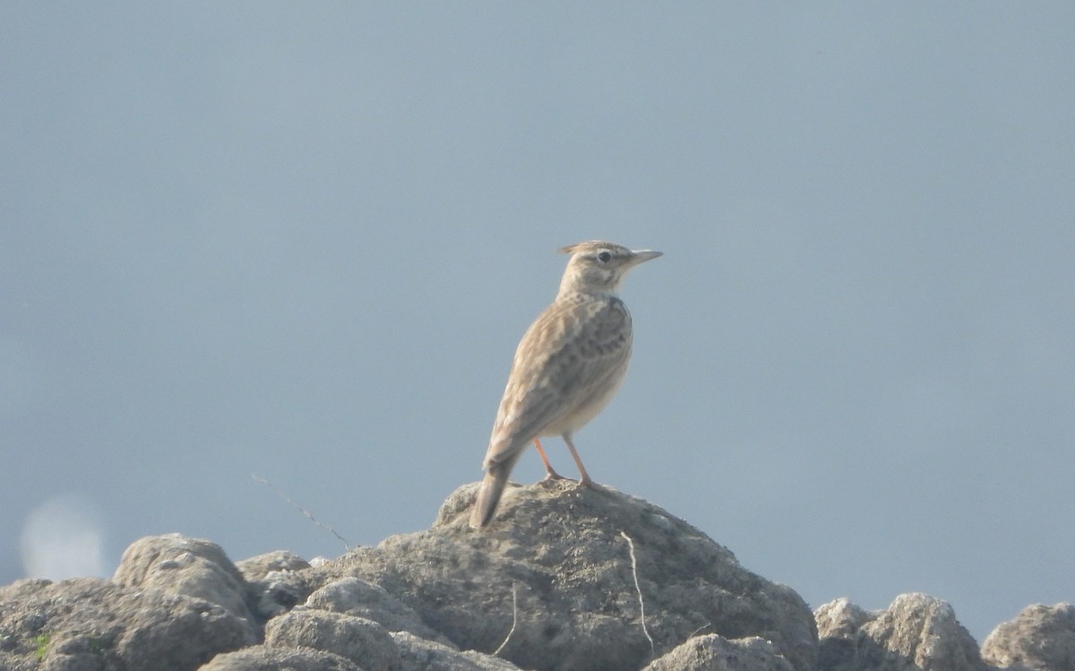 Crested Lark - ML647028929