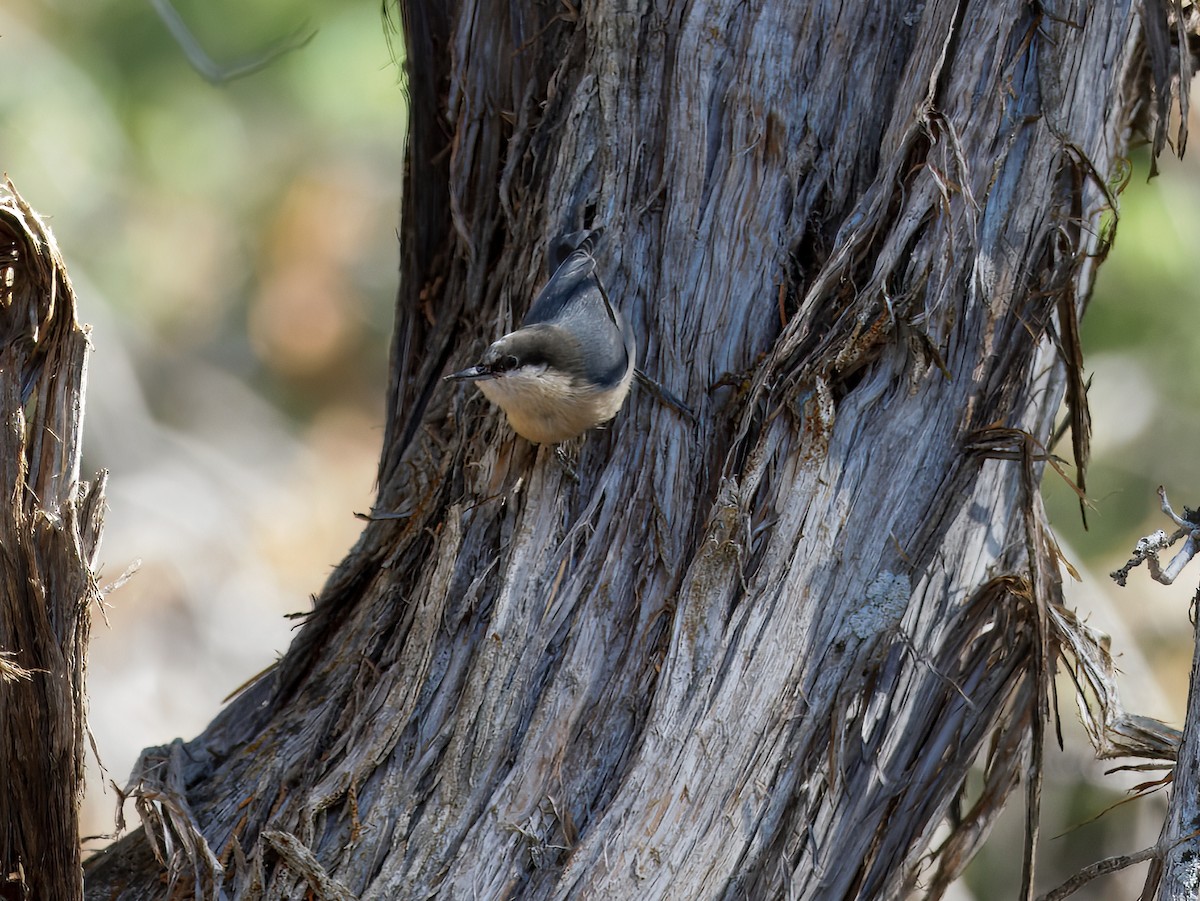 Pygmy Nuthatch - ML647028935