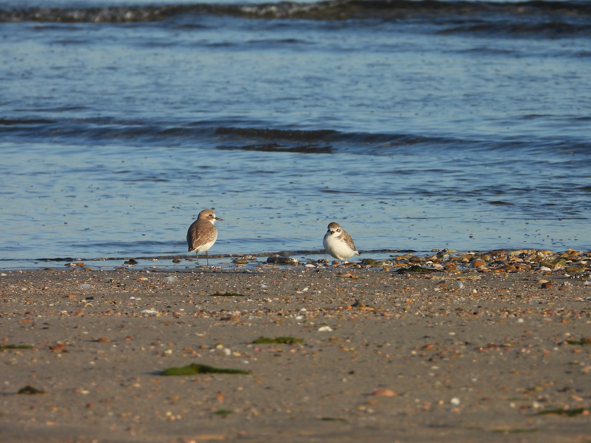 Tibet Cılıbıtı - ML647028939